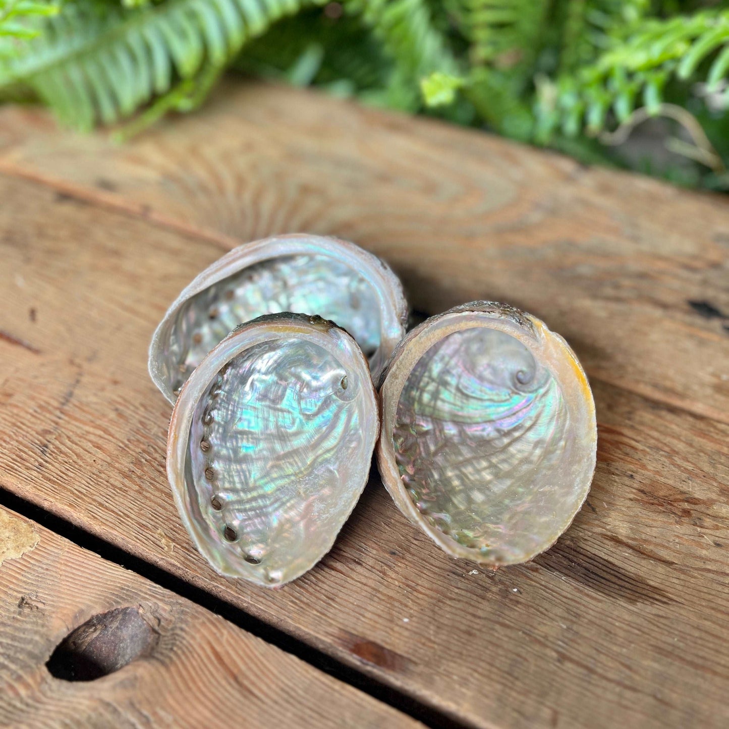 Abalone Shell