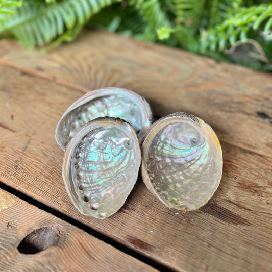 Abalone Shell