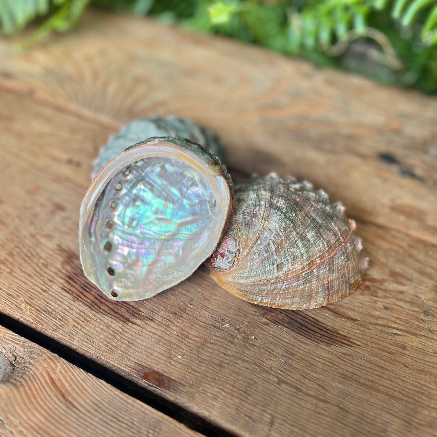 Abalone Shell