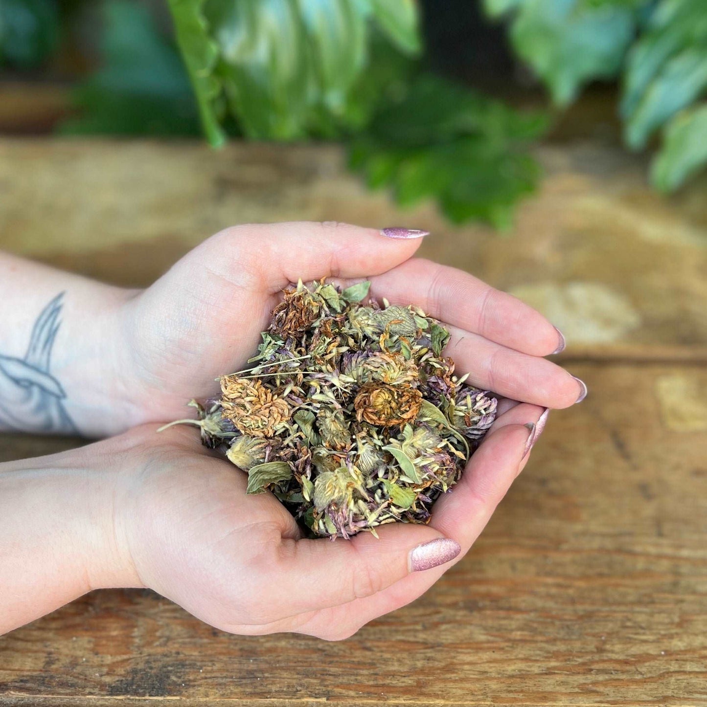 1 ounce Organic Red Clover - Embrace the organic goodness of Red Clover. Known for its traditional uses, Red Clover is believed to bring vitality, support women's health, and promote overall well-being. Immerse yourself in the organic richness of Red Clover.