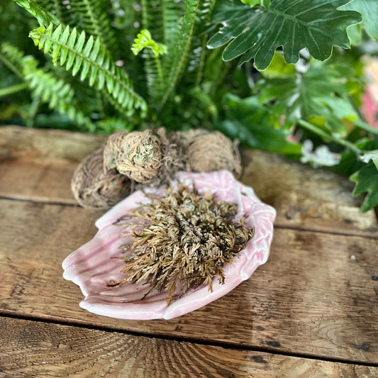 Rose of Jericho